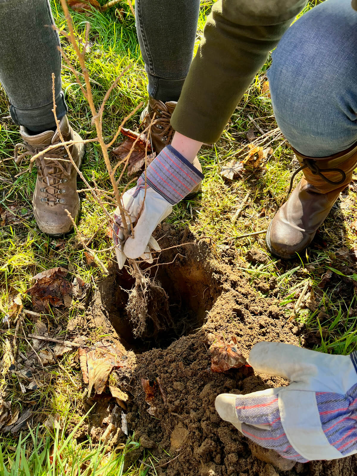 Rooted in Schleswig-Holstein: Why we planted trees for our region for the second time